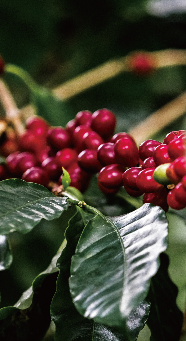 COFFEE The Brew Crew_03