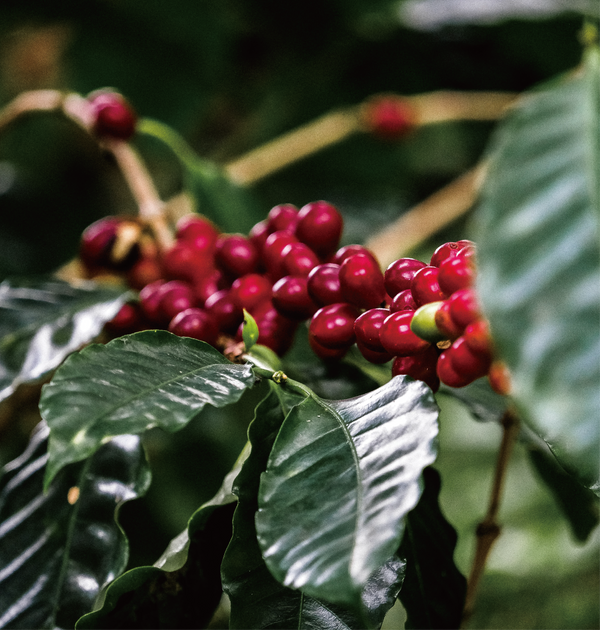 COFFEE The Brew Crew_03