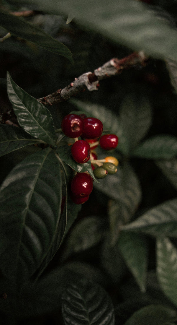 COFFEE The Brew Crew_01